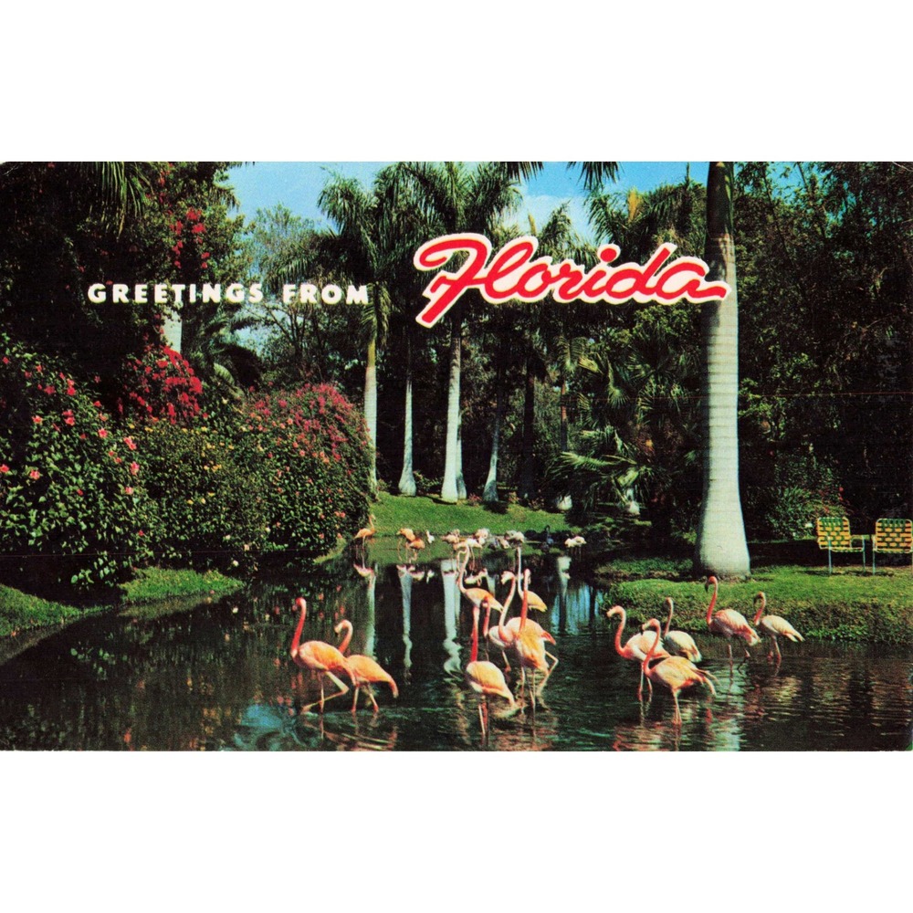 Vtg Greetings From Florida Flamingos Tropical Palms Chrome Postcard FG-26 73901
